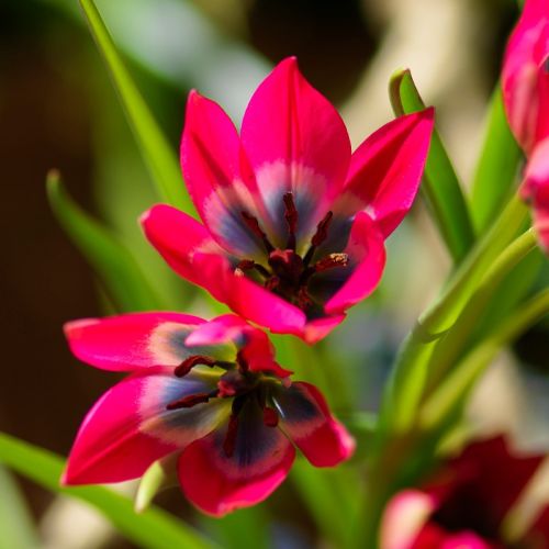 Blomst af botanisk tulipan 'Little Beauty'