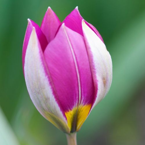 blomsterhoved på botanisk tulipan 'Persian Pearl'