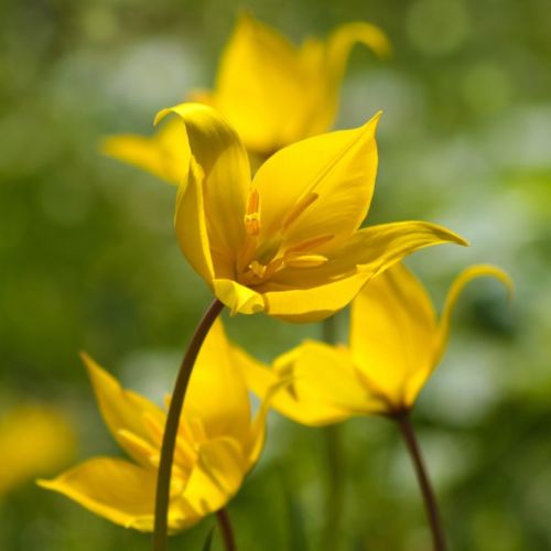 Blomst på botanisk tulipan 'Sylvestris'