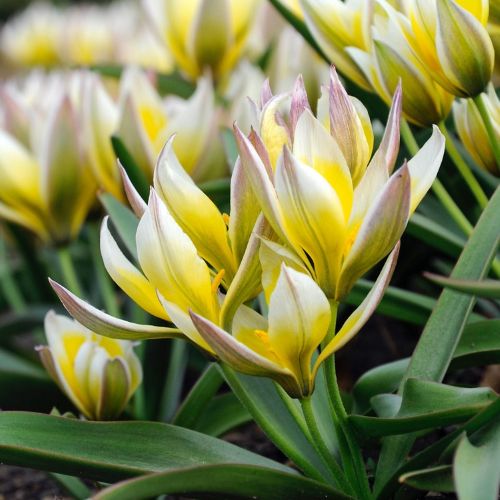 Closeup af blomsten på botanisk tulipan 'Tarda'