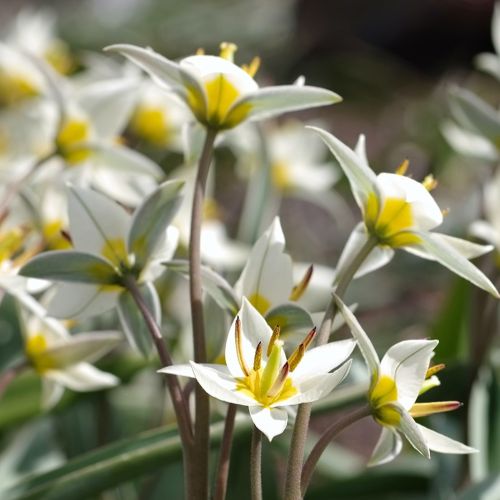 Closeup af blomster på botanisk tulipan 'Turkestanica'