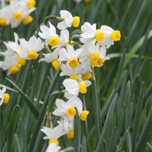 Blomsten af botanisk påskelilje 'Canaliculatus'