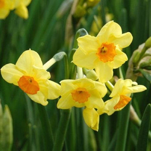 botanisk påskelilje 'Golden Dawn'