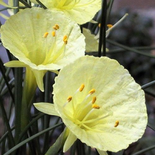 Botanisk påskelilje 'Julia Jane'