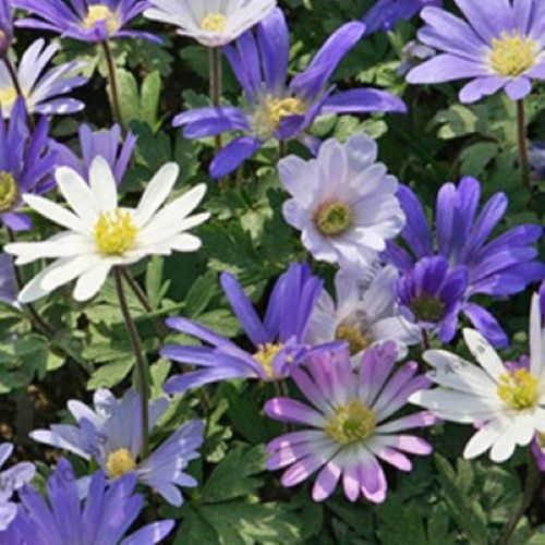 Closeup af anemoner 'Blanda Mix'