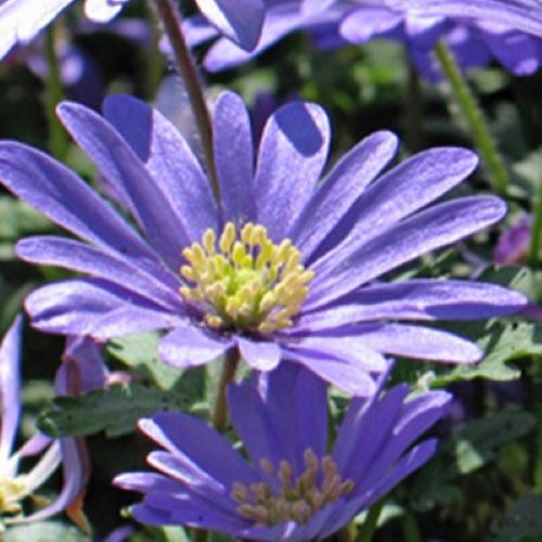 Anemone (blanda) ’Blue shades’
