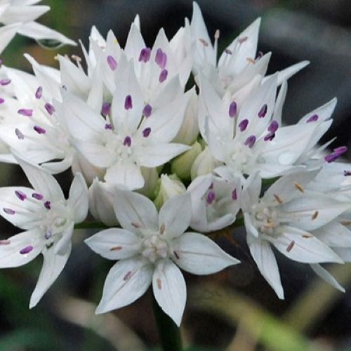 Alliumblomst 'Graceful Beauty'