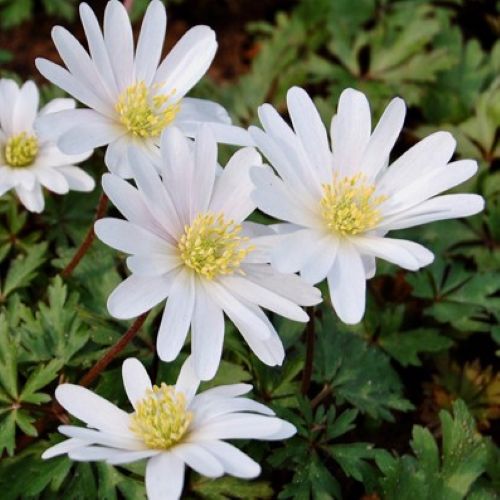 Anemone 'White Splendour'