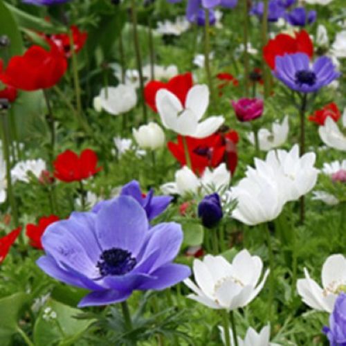 closeup af 'De Caen' anemoner