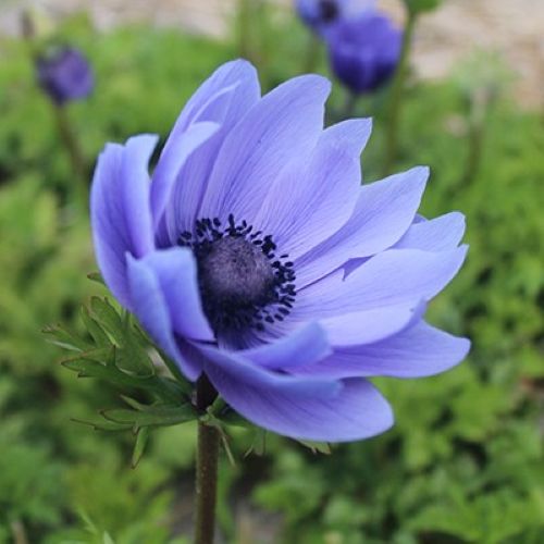 Mr. Fokker coronaria-anemone