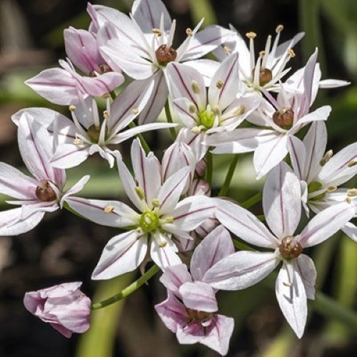 blomst på allium 'Cameleon'