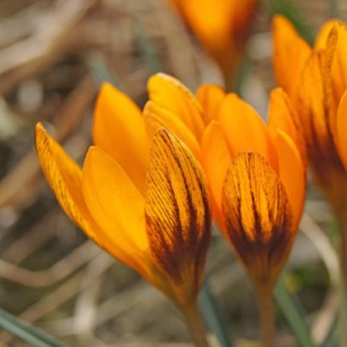 Orange Monarch krokus