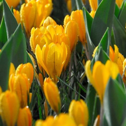 Storblomstret krokus 'Golden Yellow'