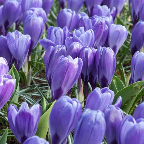 Storblomstret krokus 'Blue Ocean'