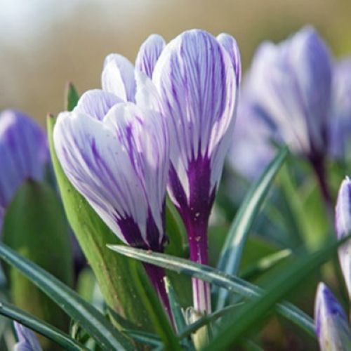 Closeup af storblomstret krokus 'Pickick'