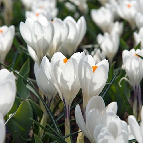 Storblomstret krokus ’Jeanne d’Arc’