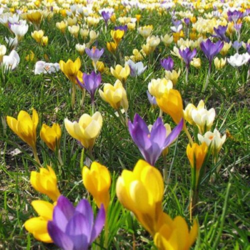Blomstrende bed med vilde krokus