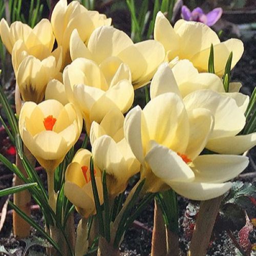 Nærbillede af botanisk krokus 'Cream Beauty'