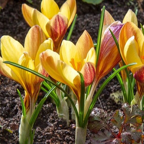 Closeup af Krokus 'Fuscotinctus'