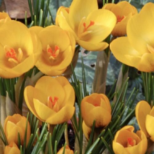 Botanisk krokus 'Goldilocks'