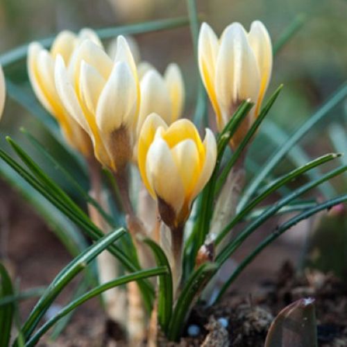 nærbillede af krokus 'Romance'