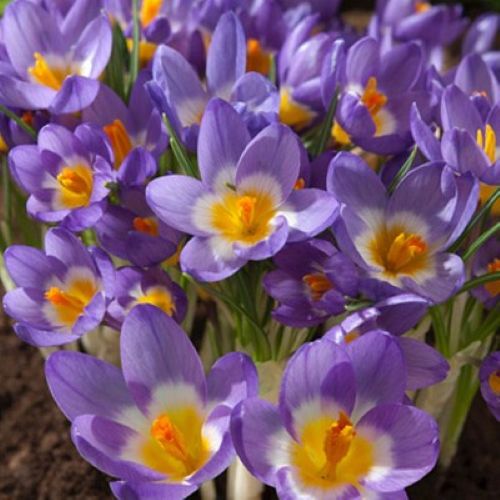 Blomstrende krokus 'Sieberi Tricolor'