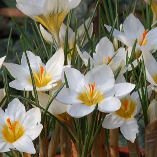 Krokus 'Snowbunting' i closeup
