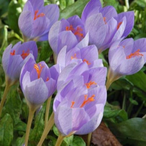 closeup af crocus speciosus