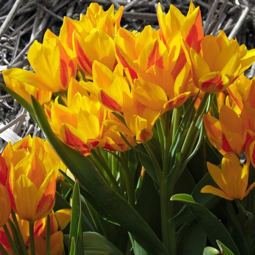 Blomstrende botaniske tulipaner 'Heweri'