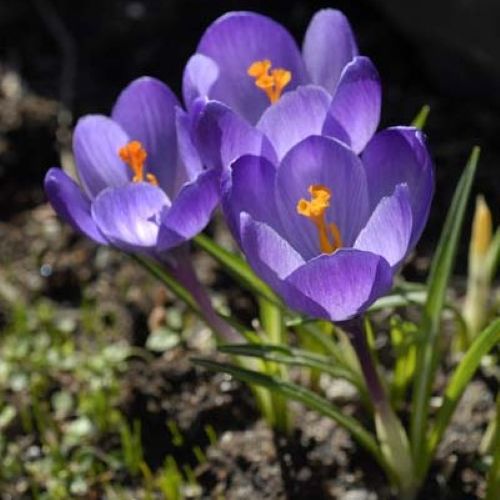 Closeup af blomst på krokus tommasinianus