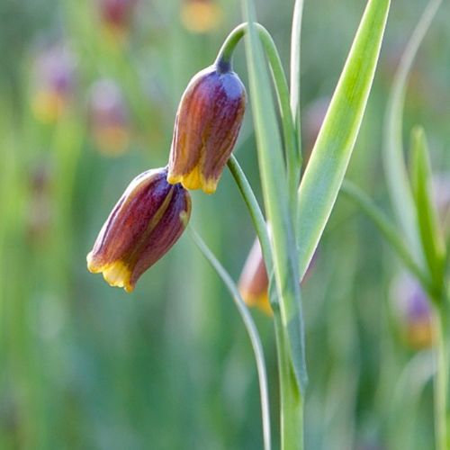 Closeup af vibeæg-blomst Uva Vulpis