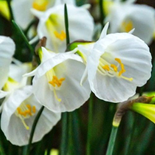 Botanisk påskelilje 'Whute Petticoat'