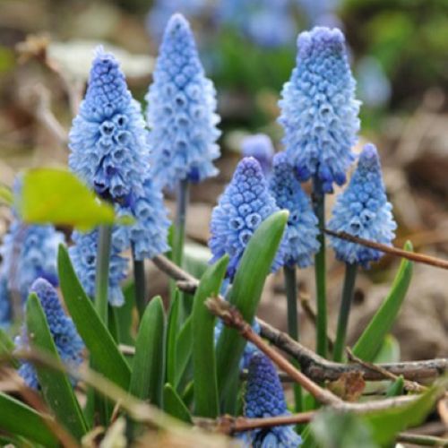 Closeup af af lyseblå perlehyacint Azureum