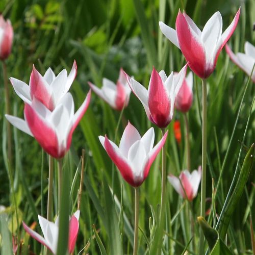 Botanisk tulipan 'Peppermint Stick'