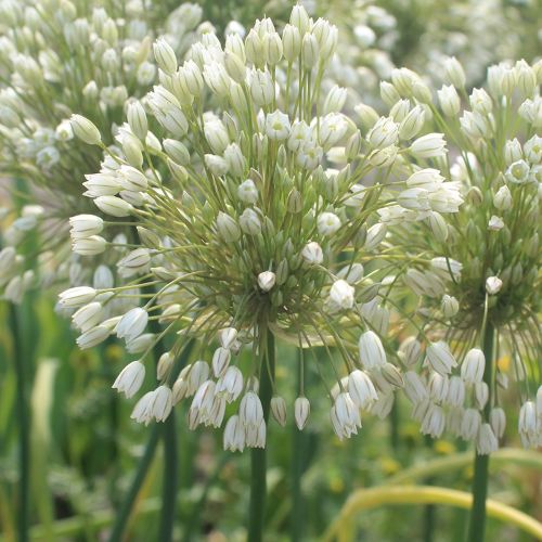 blomst af Allium 'Convallarioides White'