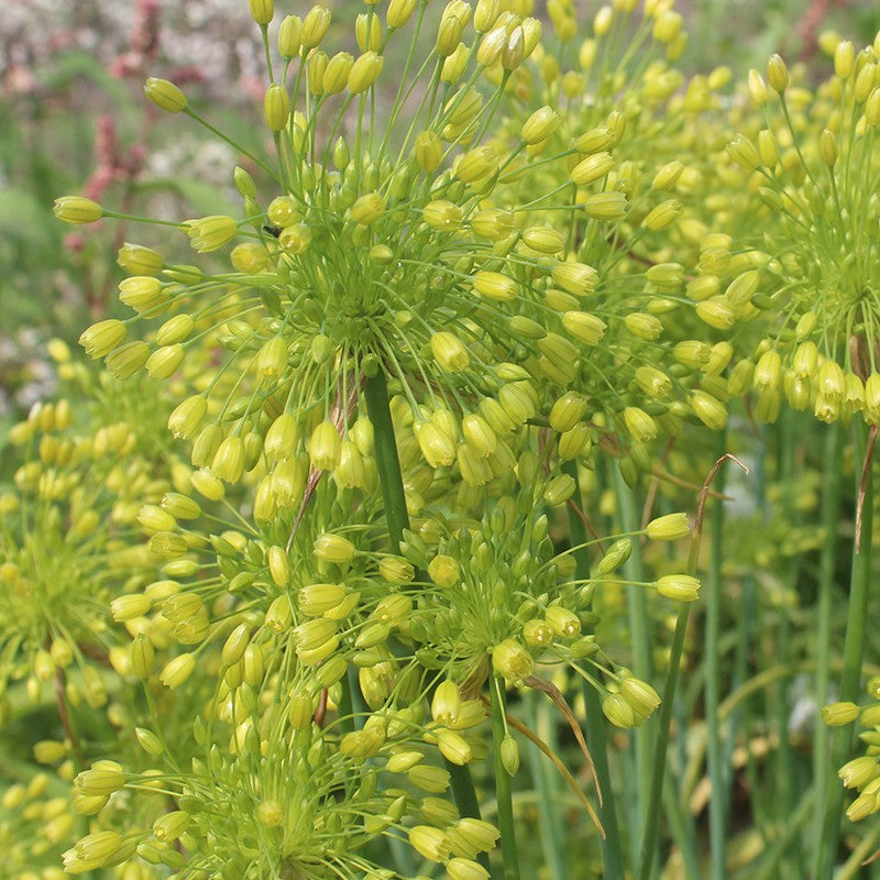 nærbillede af Allium convallarioides yellow 