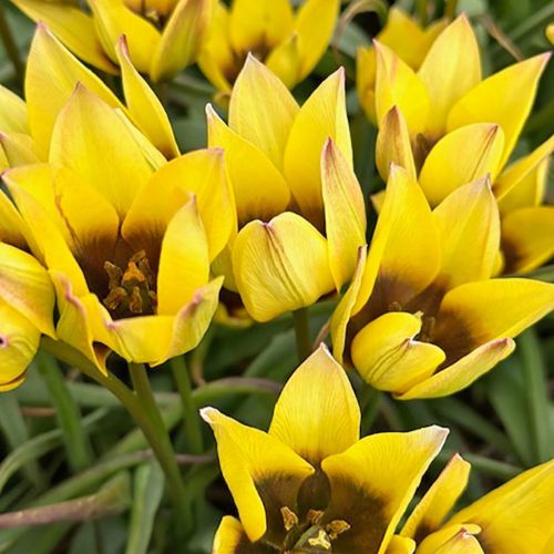 closeup af botanisk tulipan 'Lucca'