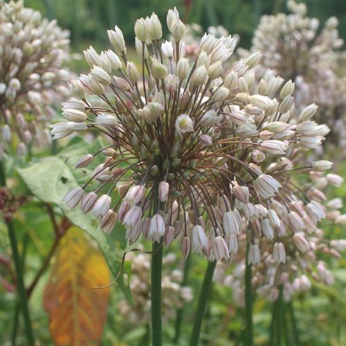 Allium convallarioides Pink blomst