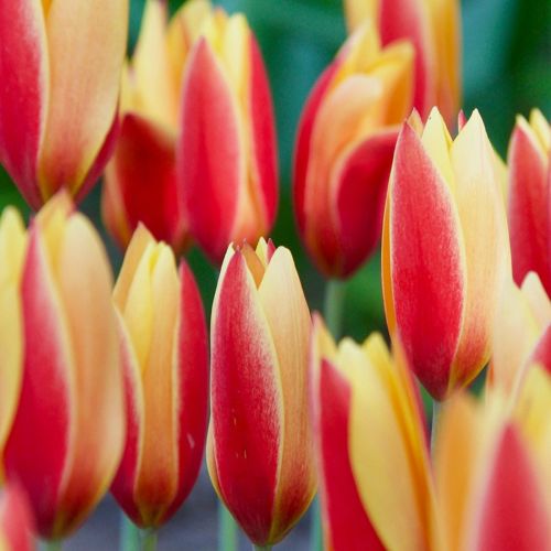 Botanisk tulipan 'Tubergen's Gem'