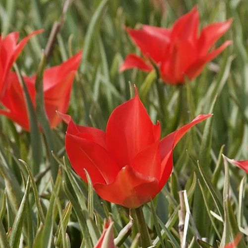 Blomst af botanisk tulipan 'Linifolia'