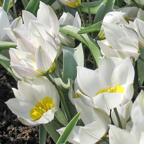 blomstrende botanisk tulipan'Polychroma'