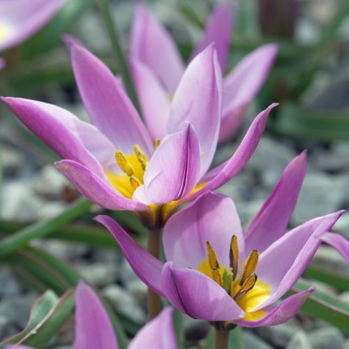 blomstrende botanisk tulipan 'Pulchella humilis'