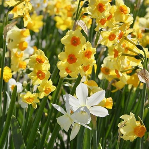 Mix af botaniske påskeliljer