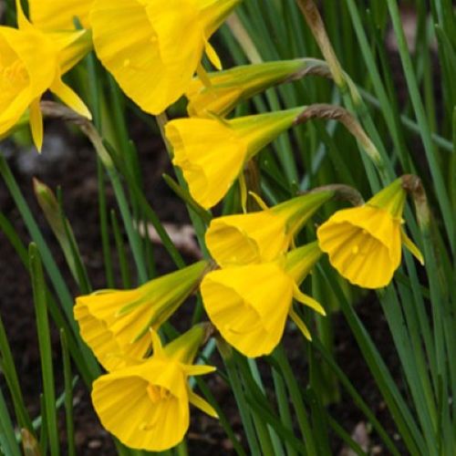 Botanisk påskelilje 'Golden Bells'