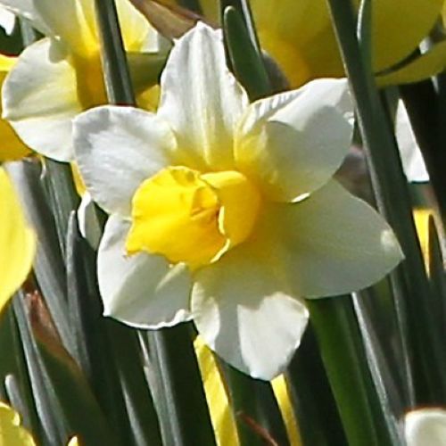 Botanisk påskelilje 'Golden Echo'