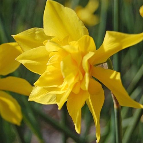 Botanisk påskelilje Odorus Plenus