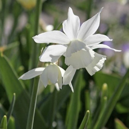 Botanisk påskelilje 'Triandrus thalia'