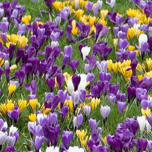 Mix af storblomstret krokus