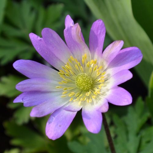 Anemone 'Charmer'