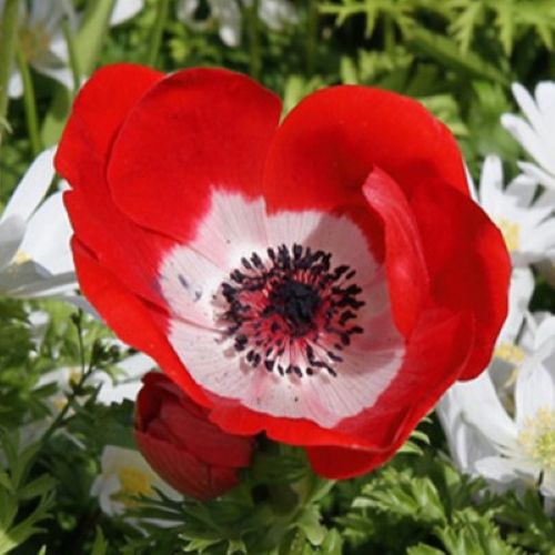 Coronaria-anemone 'Hollandia'